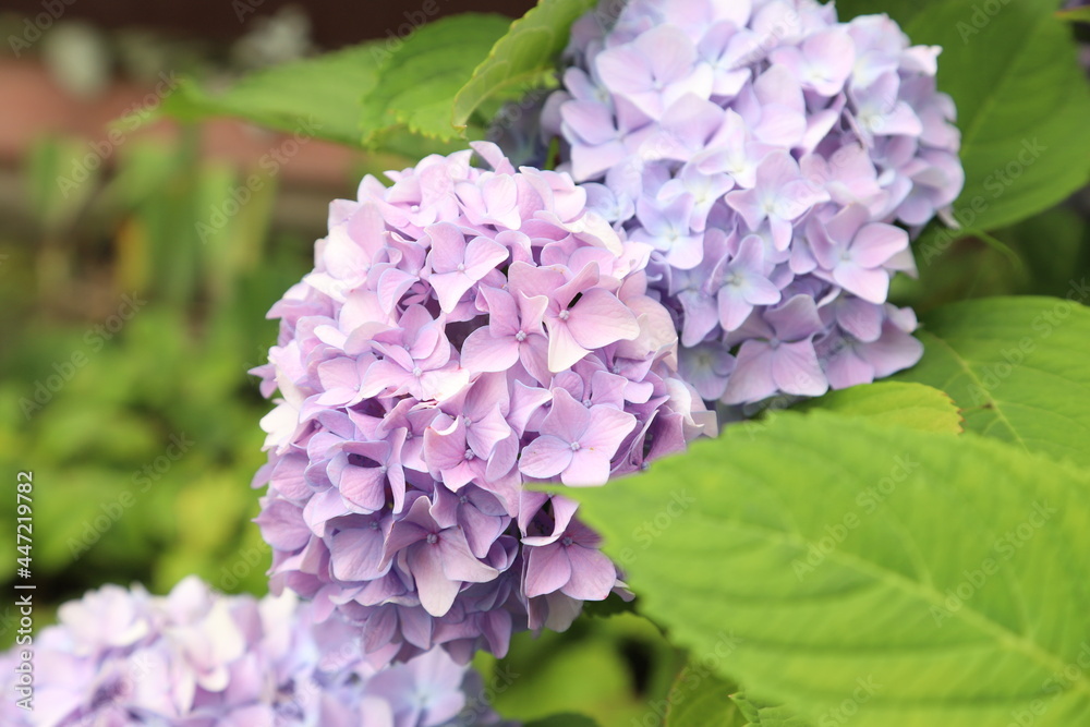 Hydrangea in the garden