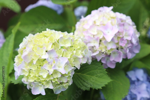 Hydrangea in the garden