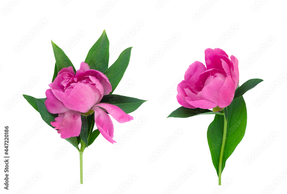 Peony flower set isolated on white background. Set flower. Postcard for congratulations or invitations. Peony flower set isolated on white background. Set flower. Postcard for congratulations or invitations.