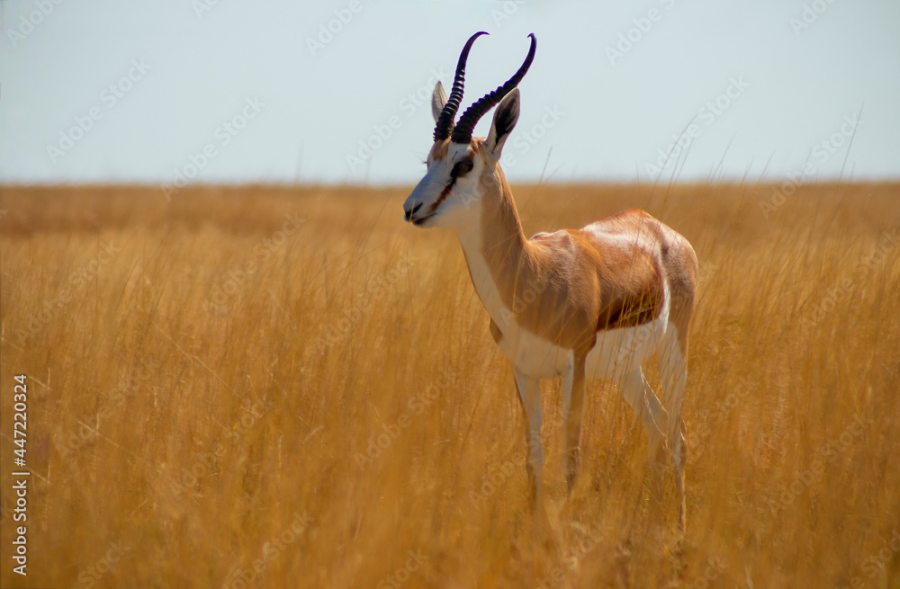 Wild african animals. The springbok (medium-sized antelope) in tall yellow grass. Etosha National park. Namibia Wild african animals. The springbok (medium-sized antelope) in tall yellow grass. Etosha National park. Namibia
