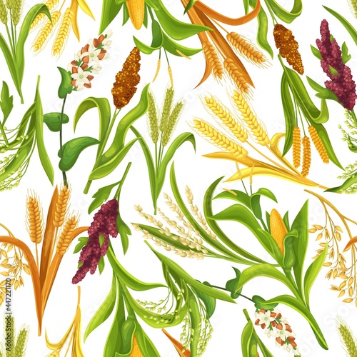 Grass cereal crops, agricultural plant seamless pattern, vector illustration. Cereal plants of rice, wheat, corn, rye, barley, millet, buckwheat, sorghum, oat, quinoa, proso.