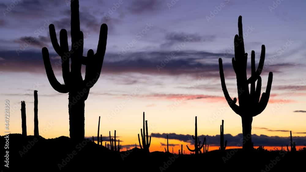 Saguaro Cactus in Sonoran Desert, Time Lapse at Twilight, Arizona