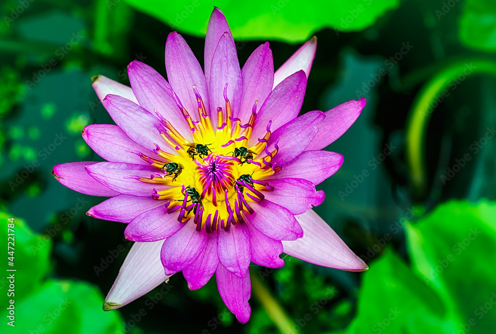 A large swarm of bees, searching for nectar in the water lilies in the tub around the house. A large swarm of bees, searching for nectar in the water lilies in the tub around the house.