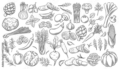 Vegetables outline vector icons set. Monochrome artichoke  leek  culinary herbs  corn  garlic  cucumber  pepper  onion  celery  asparagus  cabbage and ets.