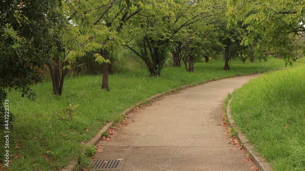 Obraz premium 公園の遊歩道