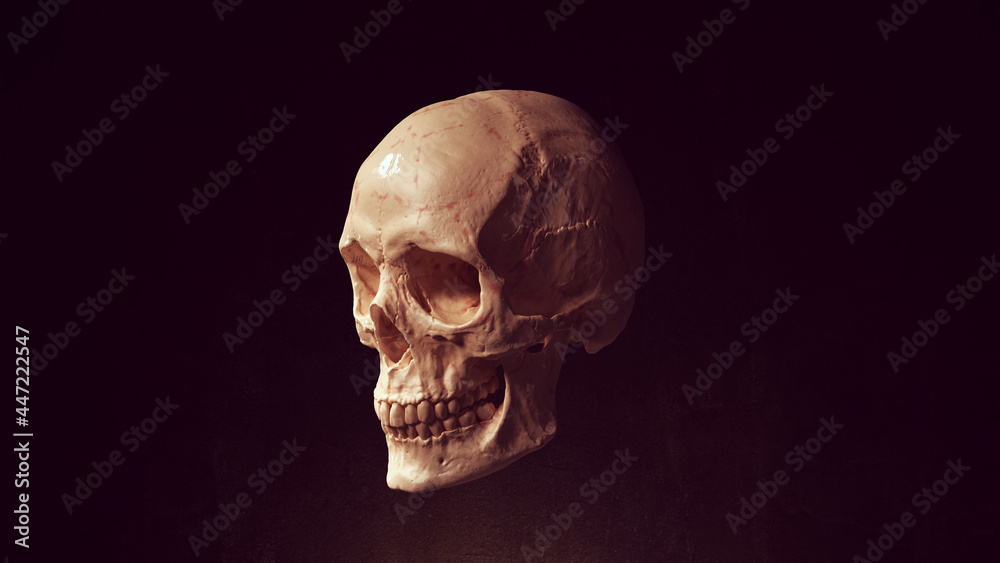 Human Female Skull and Jaw Bone Pirate Poison Horror Symbol Halloween Woman Medical 3d illustration render Human Female Skull and Jaw Bone Pirate Poison Horror Symbol Halloween Woman Medical 3d illustration render