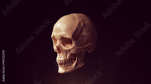 Human Female Skull and Jaw Bone Pirate Poison Horror Symbol Halloween Woman Medical 3d illustration render