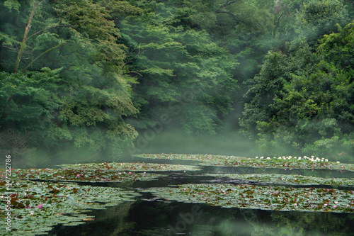 Fototapeta Naklejka Na Ścianę i Meble -  lotus in Japan