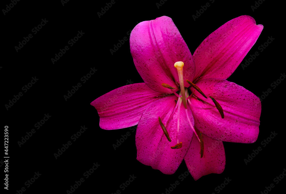 Obraz premium Beautiful flowers white lilies. Floral natural summer background.