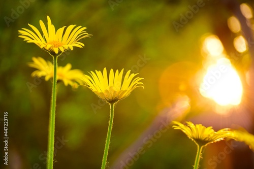 yellow flower in the garden © Egor Kolyagin