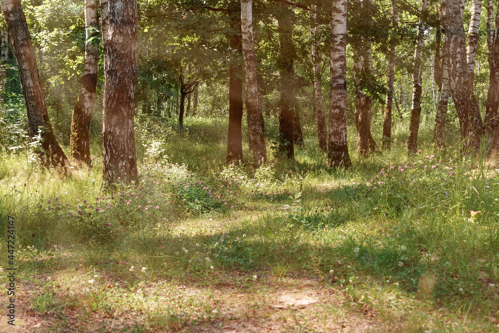 forest summer landscape. birch trees and wild flowers are bathed in sunlight forest summer landscape. birch trees and wild flowers are bathed in sunlight