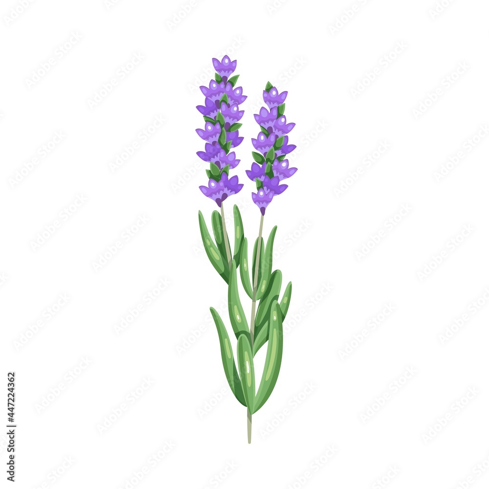 Naklejka premium Bunch of lavender. Herbs and spices. Aromatic seasoning ingredient. Isolated vector illustration in cartoon style.