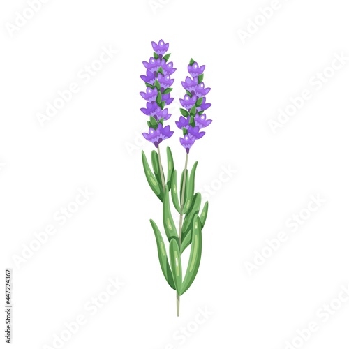 Fototapeta Naklejka Na Ścianę i Meble -  Bunch of lavender. Herbs and spices. Aromatic seasoning ingredient. Isolated vector illustration in cartoon style.