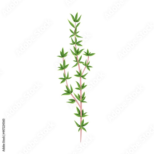 Green thyme, vegetarian food, healthy menu. Herbs spice, salad and meals. Isolated vector illustration in cartoon style.