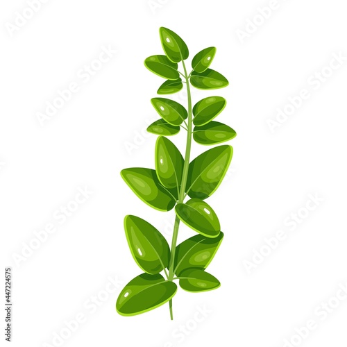 Green marjoram, vegetarian food, healthy menu. Herbs spice, salad and meals. Isolated vector illustration in cartoon style. © setory