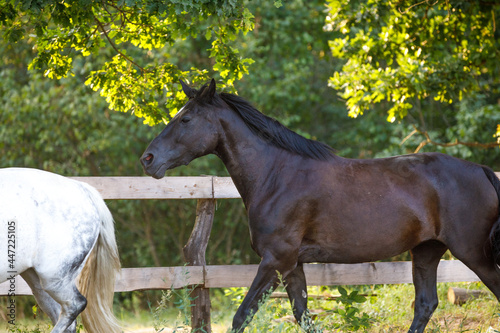 portrait of beautiful draft black mare horse running alongside fence on forest background in evening sunlight in summer