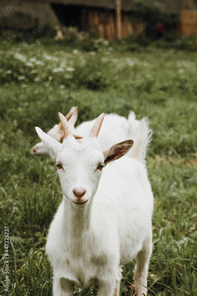 close up portrait of white goat on green grass close up portrait of white goat on green grass