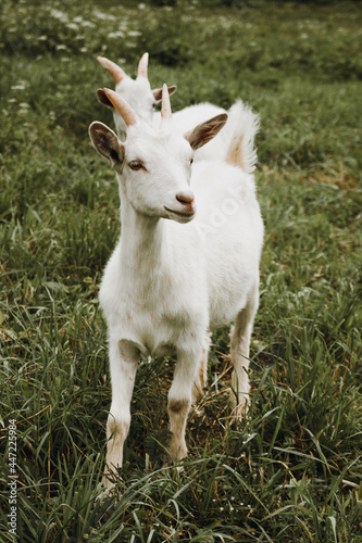 close up portrait of white goat on green grass  © Katerina