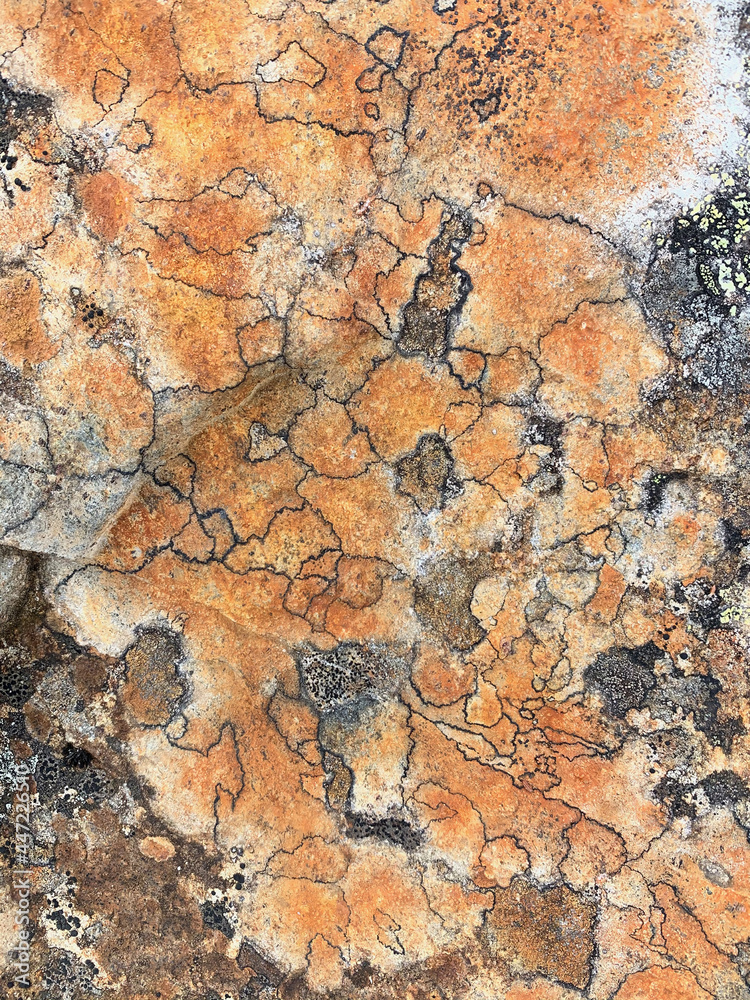 Fototapeta premium Orange crustose lichen growing on stone surface, Lapland, Finland