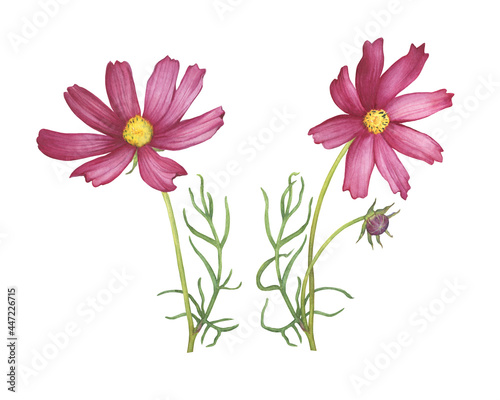 Set with red flower of cosmea  Cosmos bipinnatus  Mexican aster  garden cosmos . Watercolor hand drawn painting illustration isolated on white background.