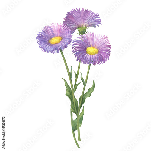 Bouquet with Erigeron glabellus flowers.  Erigeron speciosus known as garden  aspen  showy  prairie  streamside fleabane . Watercolor hand drawn painting illustration isolated on white background.