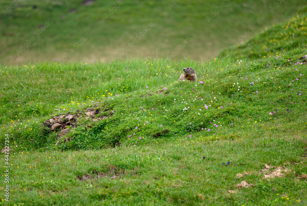 alpine marmot in summer meadow in the swiss alps alpine marmot in summer meadow in the swiss alps