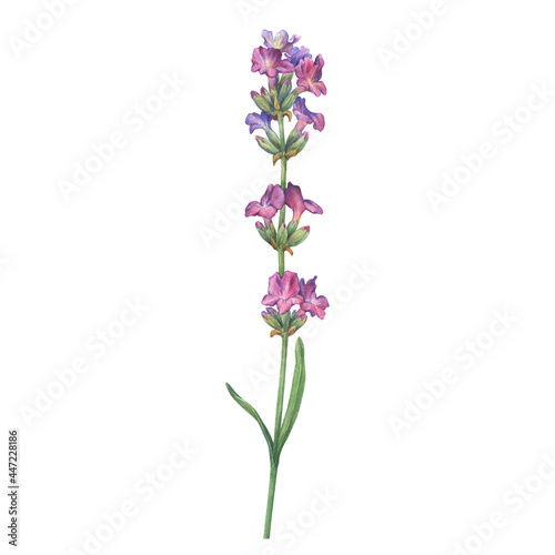 Purple flower of lavender   known as Lavandula . Watercolor hand drawn painting illustration isolated on white background.