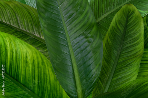 Close-up tropical fresh green leaves on low light on greenery season  nature and ecology background 