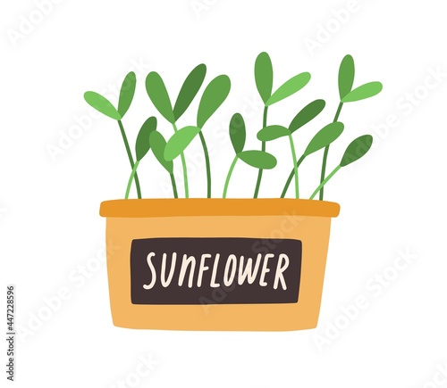 Green sprouts of microgreens in pot. Fresh leaf of sunflower micro greens in container. Seedlings growing in planter. Flat vector illustration of eco vegetarian herbs isolated on white background