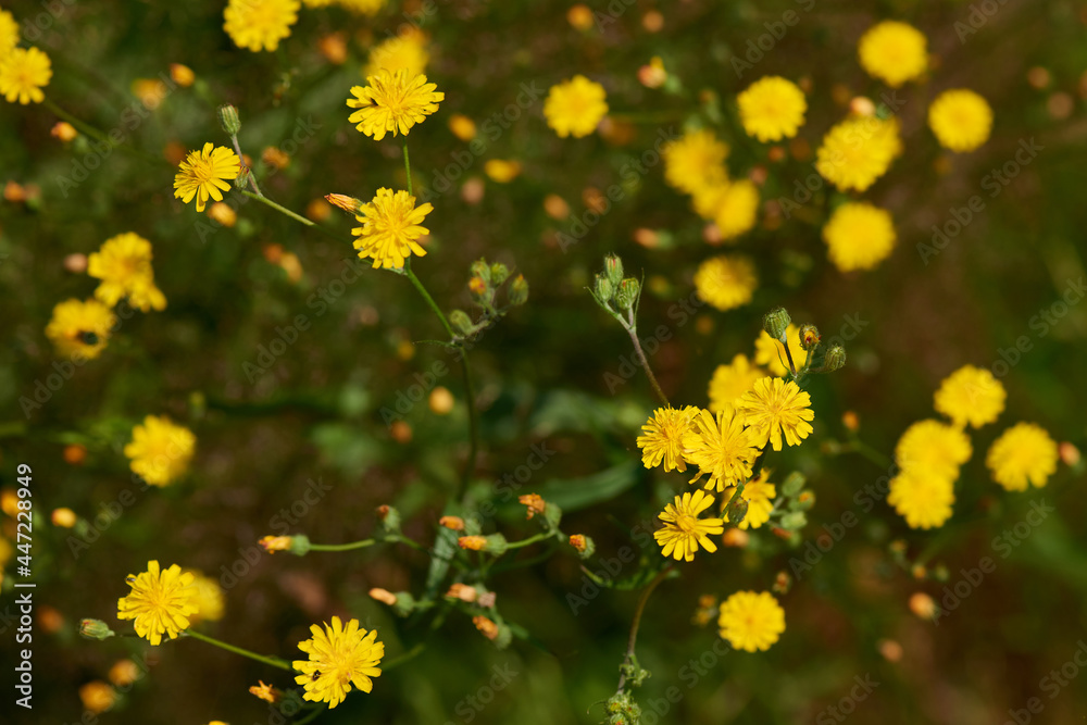 Kleinköpfiger Pippau (Crepis capillaris) Kleinköpfiger Pippau (Crepis capillaris)
