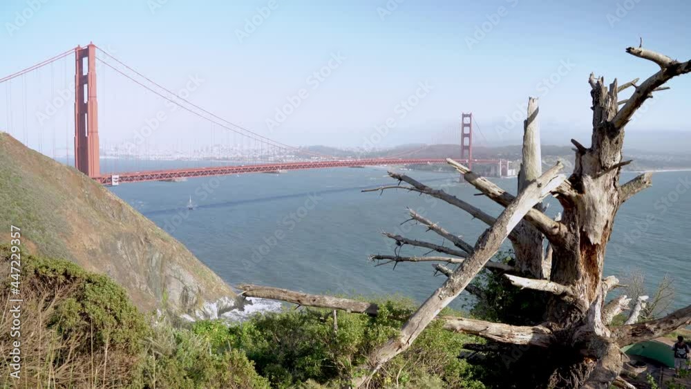 San Francisco famous Golden Gate Bridge and bay are and an old tree in the foreground