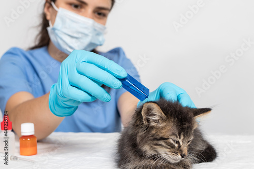 A veterinarian in gloves drips on the withers of the cat remedy or drops from fleas for the treatment of a kitten. Antiparasitic therapy in veterinary medicine. photo