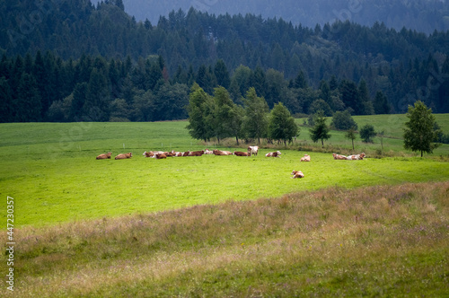 Stado krów wypasające się na polanie wśród lasów
