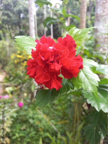 red color shoe   flower in a plant in home garden 