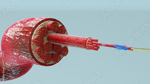 3d Illustration of Muscle Type: Heart muscle - cross section through muscle with muscle fibers visible - 3D Rendering photo