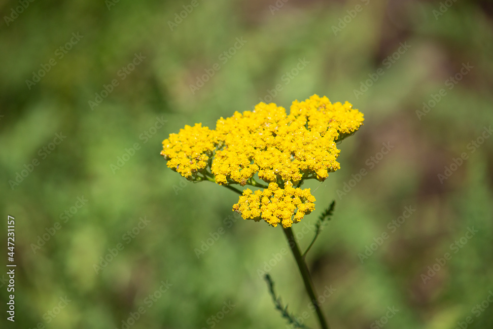 キバナノコギリソウ 別名:ヤローイエロー【学名:Achillea filipendulina】英名: fernleaf yarrow ,golden yarrow ,gold plate yarrow 日本、東京、7月撮影 キバナノコギリソウ 別名:ヤローイエロー【学名:Achillea filipendulina】英名: fernleaf yarrow ,golden yarrow ,gold plate yarrow 日本、東京、7月撮影