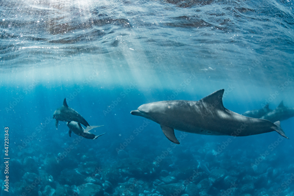 Fototapeta premium Dolphins