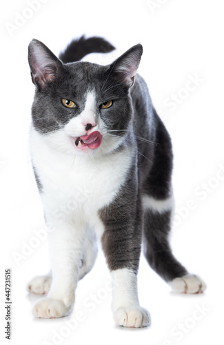 Cute cat licking his mouth isolated on white background
