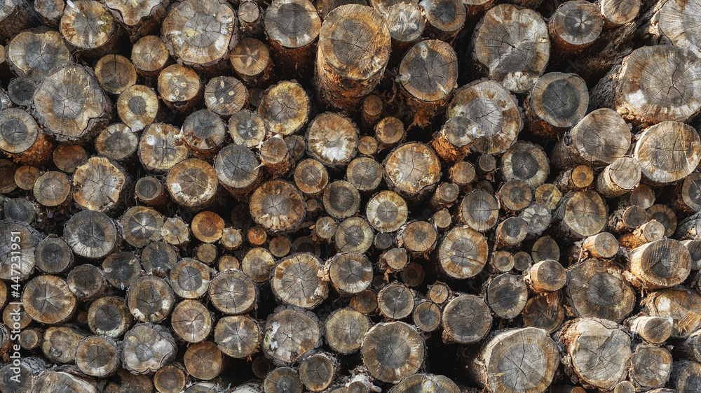 a stack of stacked natural sawn wooden logs. Logging operations. a stack of stacked natural sawn wooden logs. Logging operations.