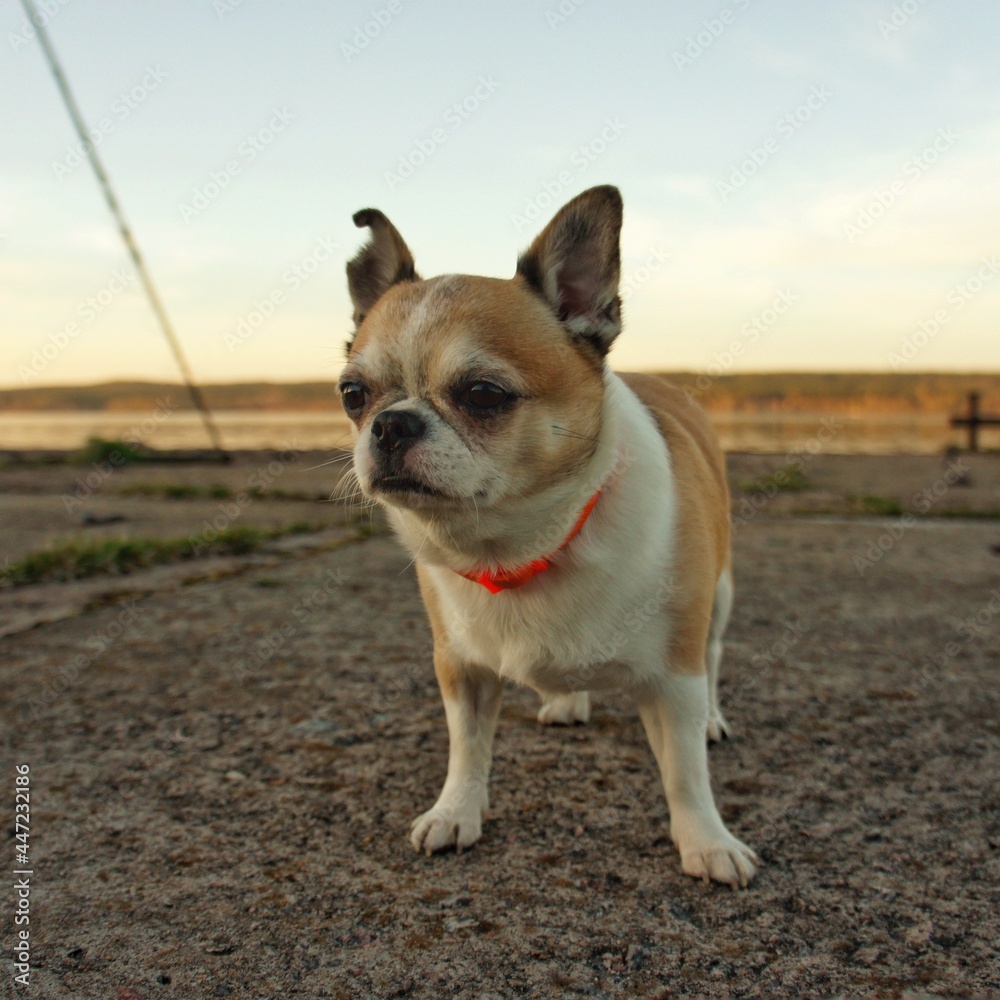 Small yellow dog with a torn ear stands on a concrete slab against a sunset background
Small yellow dog with a torn ear stands on a concrete slab against a sunset background