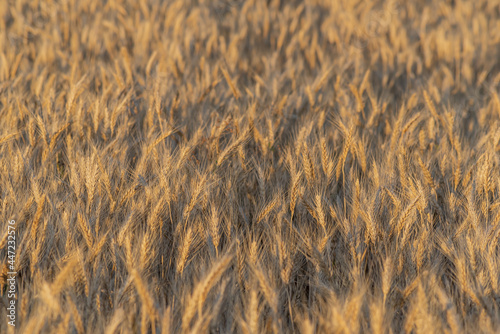 Golden wheat field during sunset in Ihlara valley, Aksaray photo