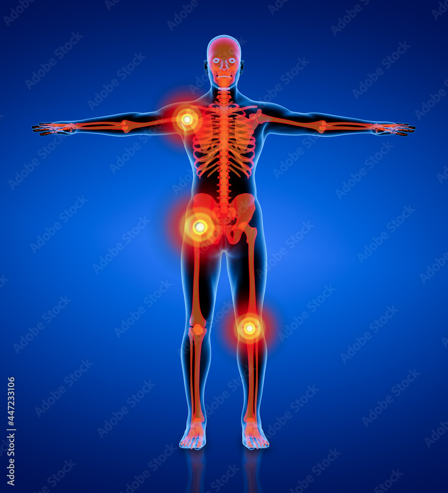 3d rendering Skeleton of the man - front view 3d rendering Skeleton of the man - front view