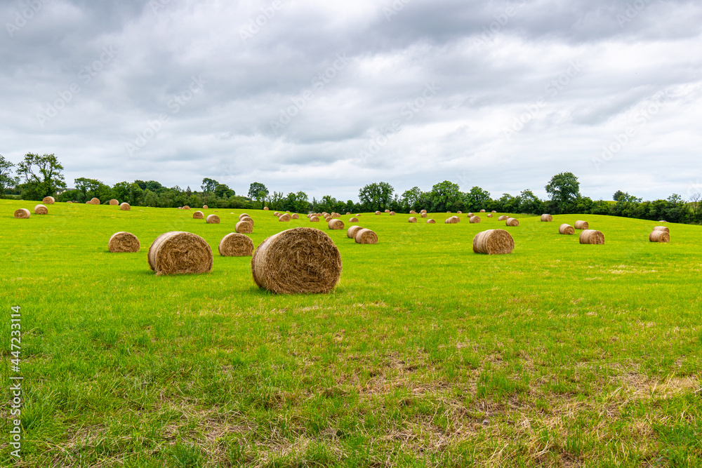 Farmland with freshly rolled bales of hay with low cloudy sky.
