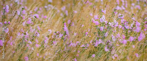 Malva alcea - greater musk-mallow, cut-leaved mallow, vervain mallow or holly...