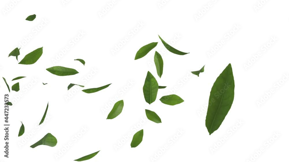 3D animation of green tea leaves flow with alpha layer
