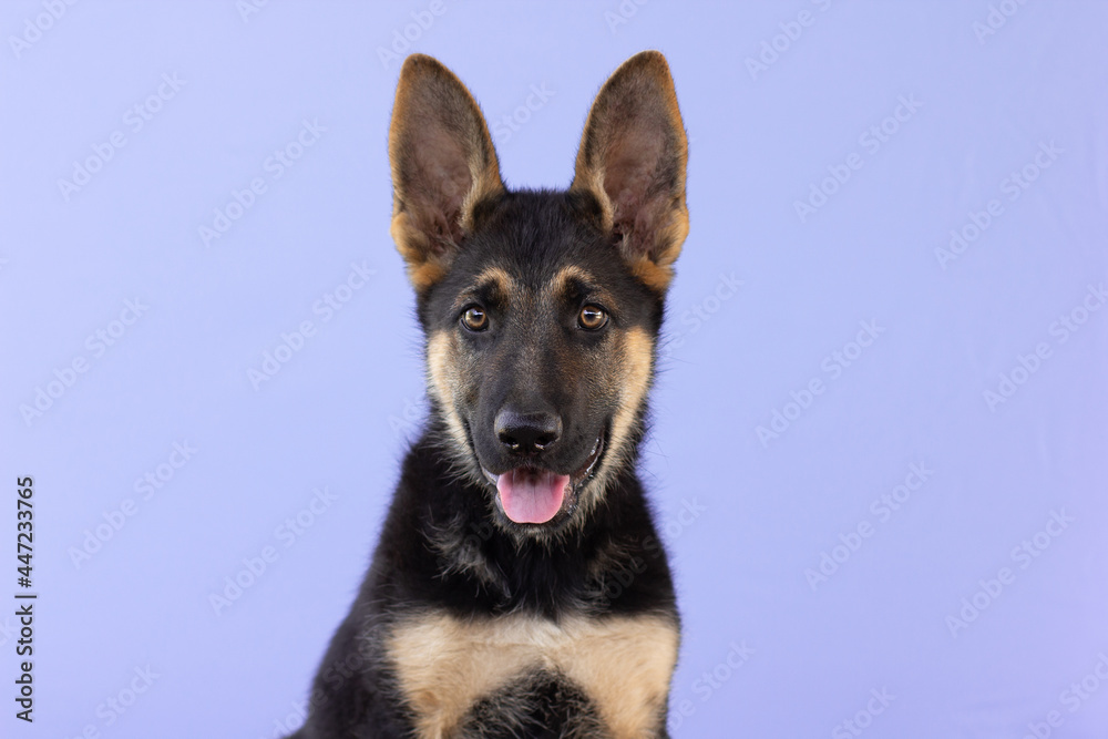 Close-up of a German Shepherd Dog puppy looking up, on purple background with copy space banner