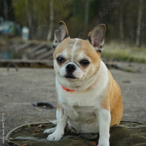 Small dog with a torn ear sits on a concrete pier and looks at the camera 