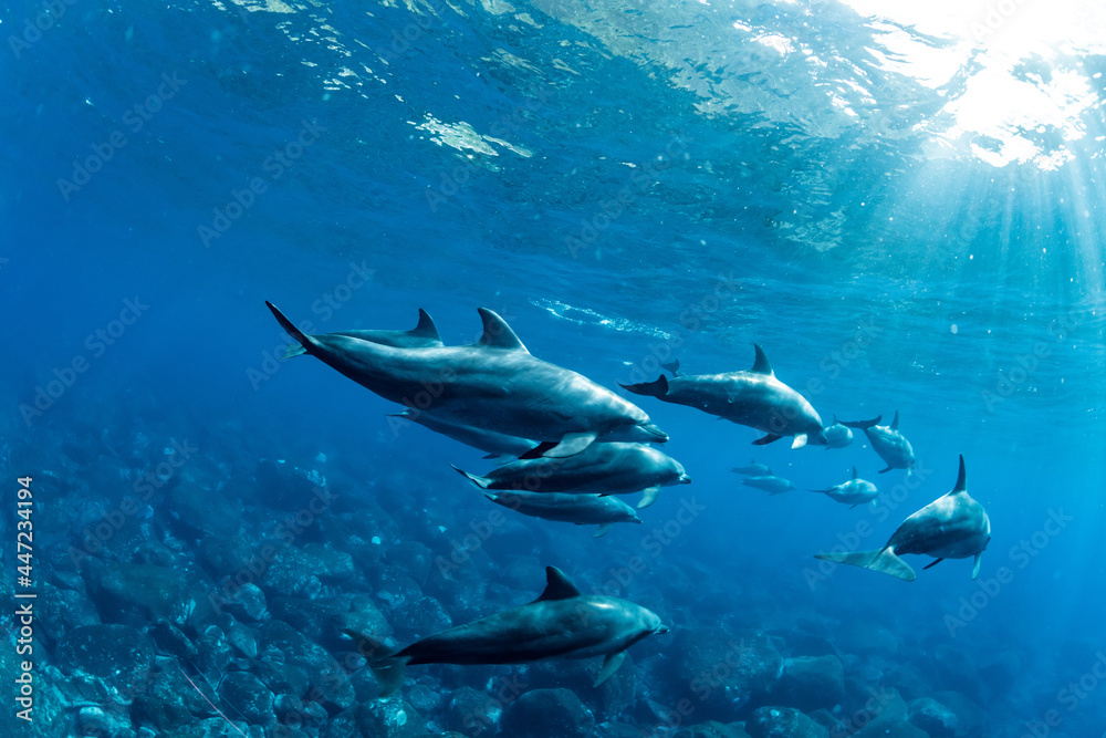 Dolphins Dolphins