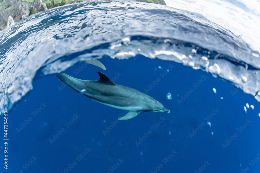 Fototapeta premium Dolphins