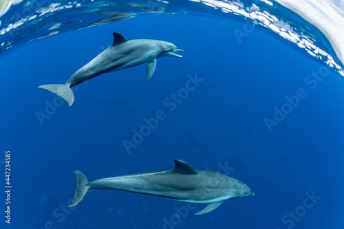 Dolphins © divedog